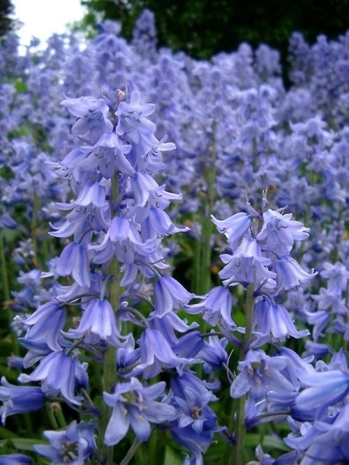 JO MALONE 藍風鈴香水 Wild Bluebell Cologne