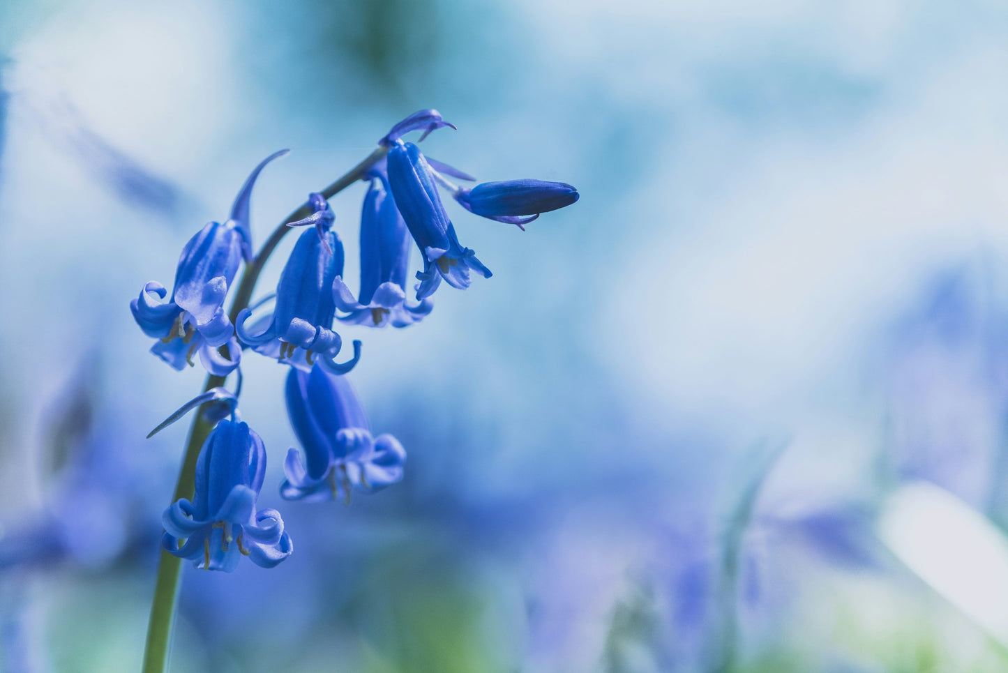 JO MALONE 藍風鈴香水 Wild Bluebell Cologne